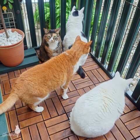 coco & fumi & Lin & Ryu