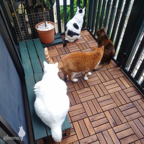 coco & fumi & Lin & Ryu