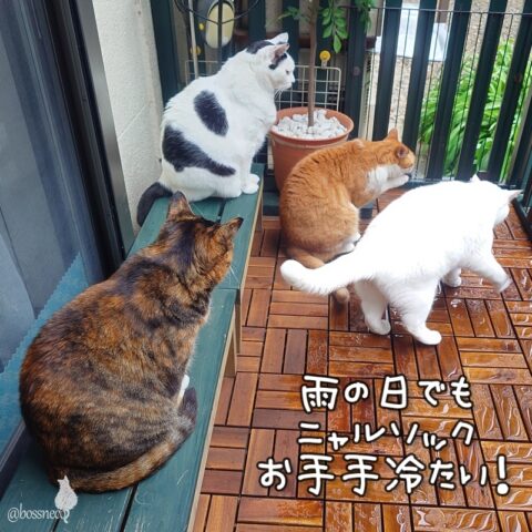 coco & fumi & Lin & Ryu