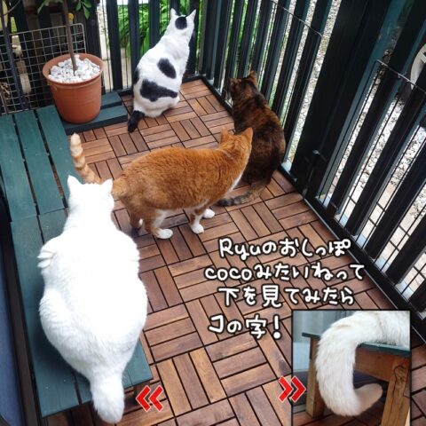 coco & fumi & Lin & Ryu