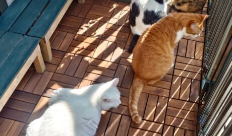 coco & fumi & Lin & Ryu