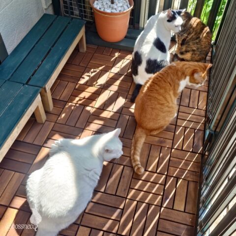 coco & fumi & Lin & Ryu