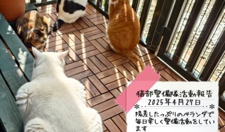 coco & fumi & Lin & Ryu