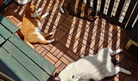 coco & fumi & Lin & Ryu