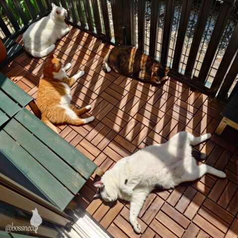 coco & fumi & Lin & Ryu