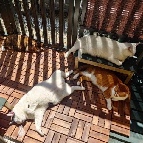 coco & fumi & Lin & Ryu