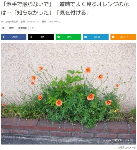 ナガミヒナゲシ