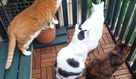 coco & fumi & Lin & Ryu