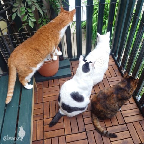 coco & fumi & Lin & Ryu