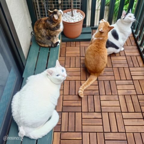 coco & fumi & Lin & Ryu