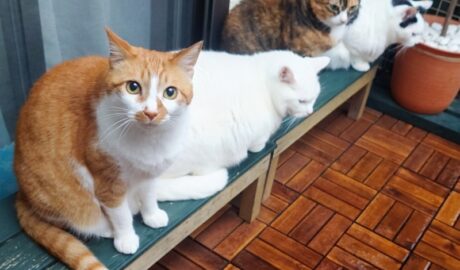 coco & fumi & Lin & Ryu