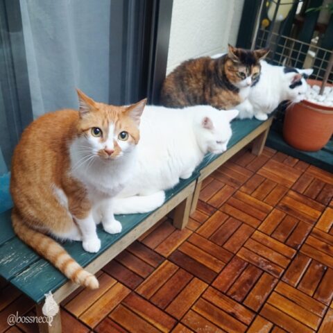 coco & fumi & Lin & Ryu