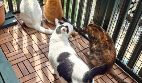 coco & fumi & Lin & Ryu