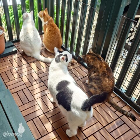 coco & fumi & Lin & Ryu