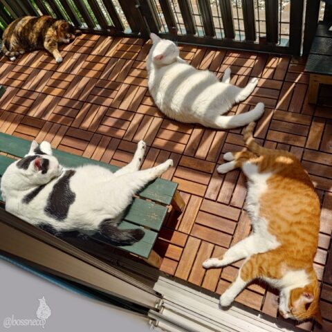 coco & fumi & Lin & Ryu