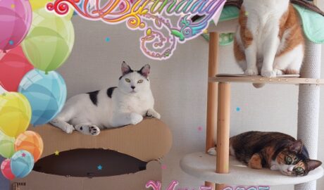 coco & fumi & Lin & Ryu