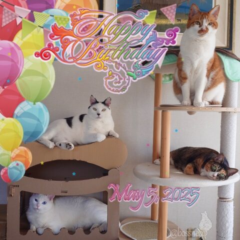 coco & fumi & Lin & Ryu