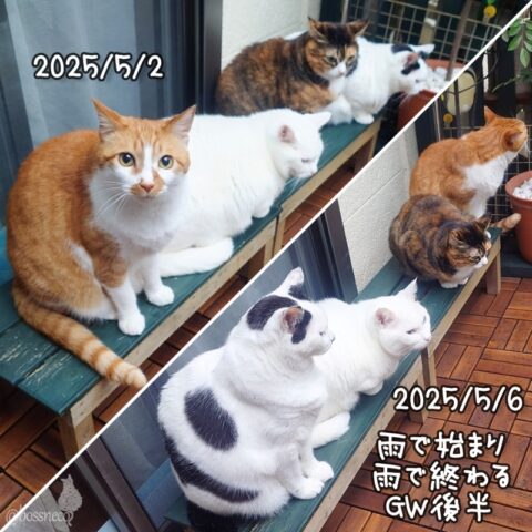 coco & fumi & Lin & Ryu