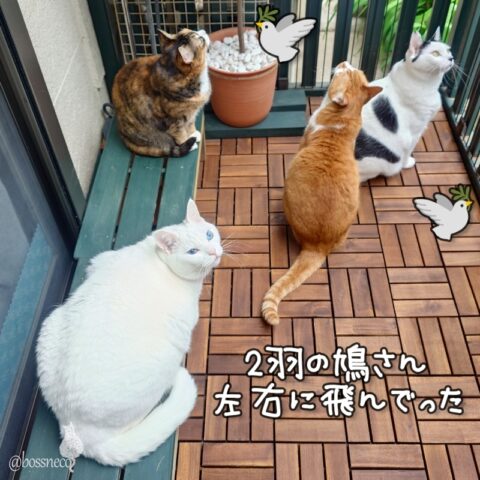 coco & fumi & Lin & Ryu