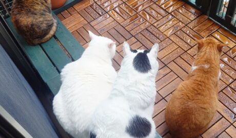 coco & fumi & Lin & Ryu