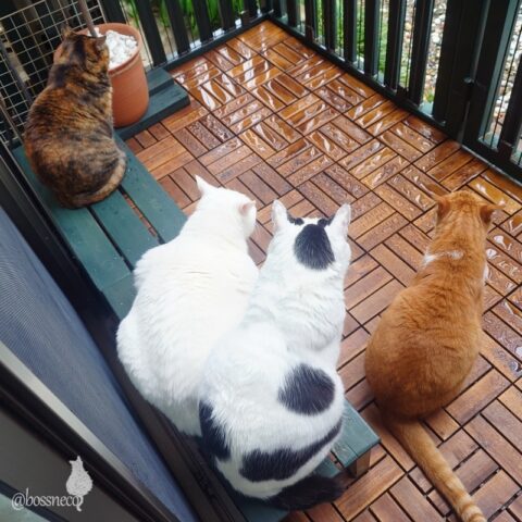 coco & fumi & Lin & Ryu