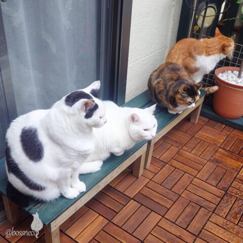 coco & fumi & Lin & Ryu