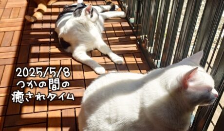 coco & fumi & Lin & Ryu