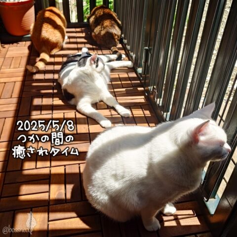 coco & fumi & Lin & Ryu