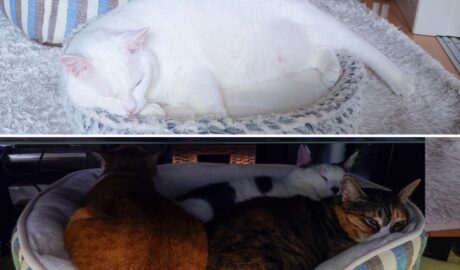 coco & fumi & Lin & Ryu