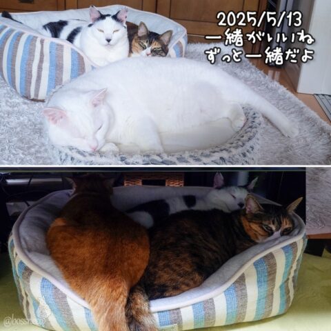 coco & fumi & Lin & Ryu