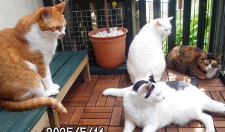 coco & fumi & Lin & Ryu