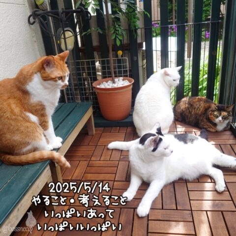 coco & fumi & Lin & Ryu