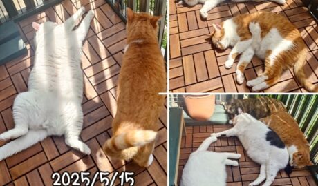 coco & fumi & Lin & Ryu