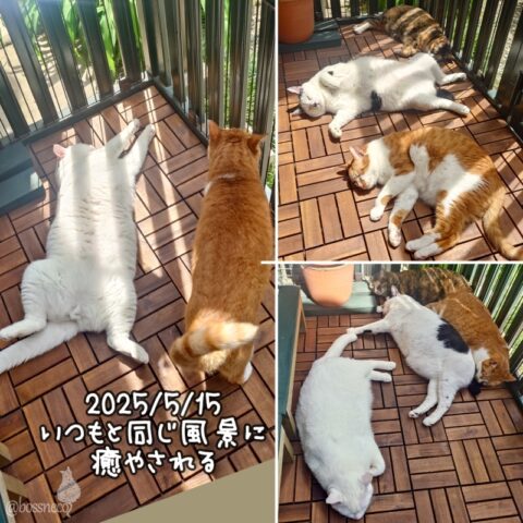 coco & fumi & Lin & Ryu