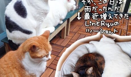 coco & fumi & Lin & Ryu