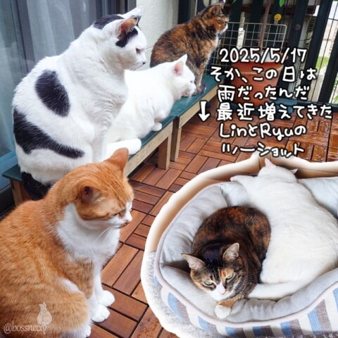 coco & fumi & Lin & Ryu