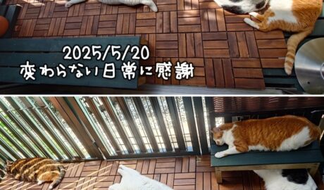 coco & fumi & Lin & Ryu