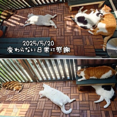 coco & fumi & Lin & Ryu