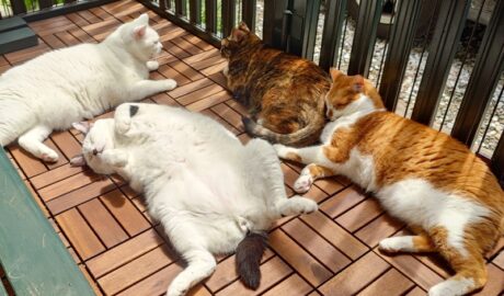 coco & fumi & Lin & Ryu