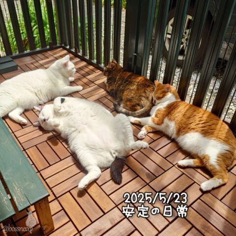 coco & fumi & Lin & Ryu