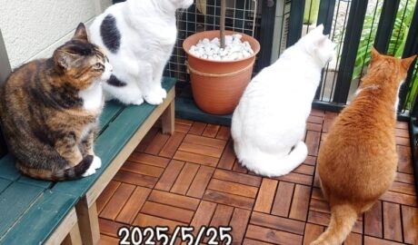 coco & fumi & Lin & Ryu