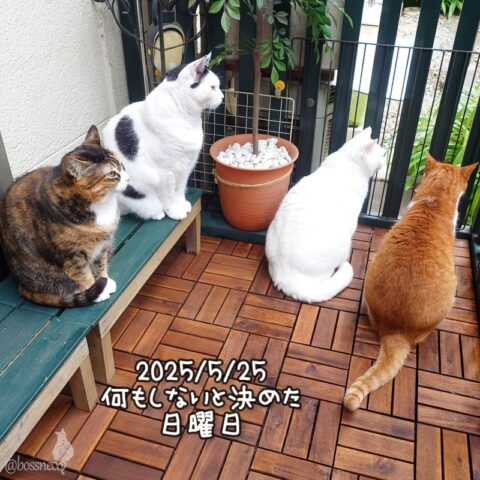 coco & fumi & Lin & Ryu