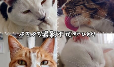 coco & fumi & Lin & Ryu