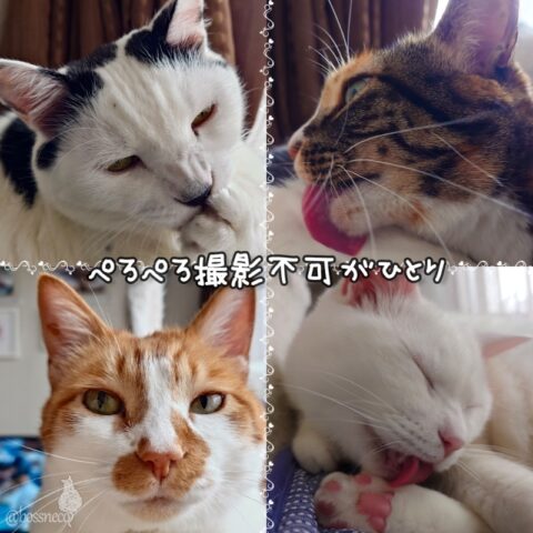 coco & fumi & Lin & Ryu