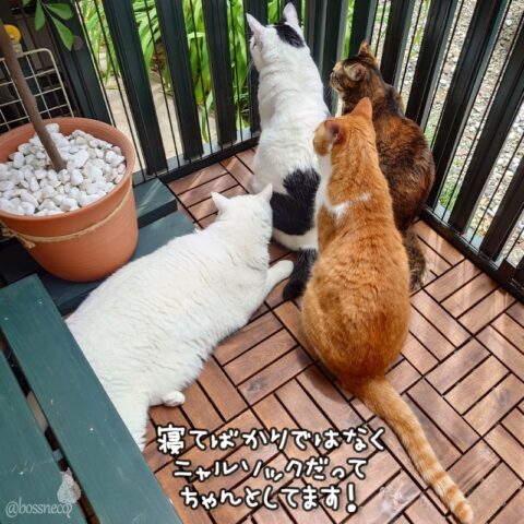 coco & fumi & Lin & Ryu