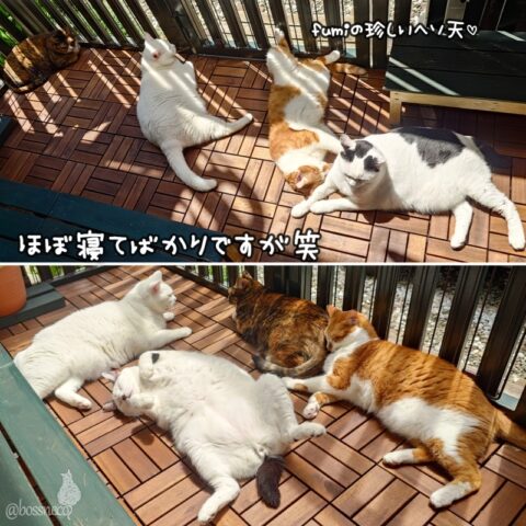 coco & fumi & Lin & Ryu