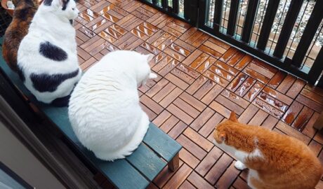 coco & fumi & Lin & Ryu