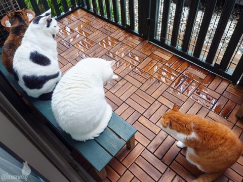 coco & fumi & Lin & Ryu