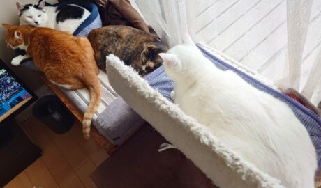 coco & fumi & Lin & Ryu