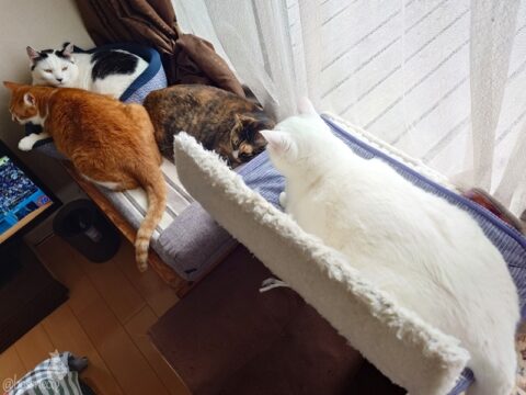 coco & fumi & Lin & Ryu